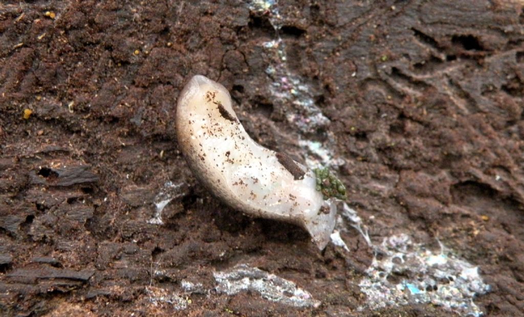 Limax sp? O Deroceras sp?